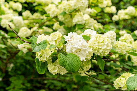 Saint Gallen, Switzerland, May 9, 2025 Viburnum Plicatum plant at the botanical gardenの写真素材