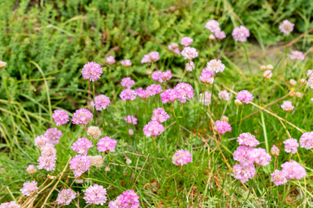 Saint Gallen, Switzerland, May 9, 2025 Armeria Alpina plant at the botanical gardenの写真素材