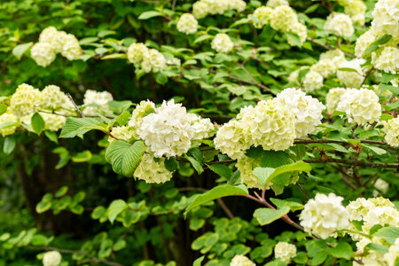 Saint Gallen, Switzerland, May 9, 2025 Viburnum Plicatum plant at the botanical garden