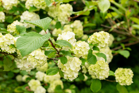 Saint Gallen, Switzerland, May 9, 2025 Viburnum Plicatum plant at the botanical gardenの写真素材