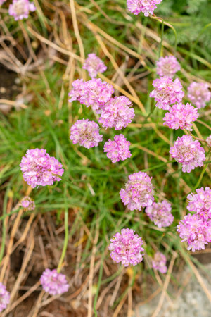 Saint Gallen, Switzerland, May 9, 2025 Armeria Alpina plant at the botanical gardenの写真素材
