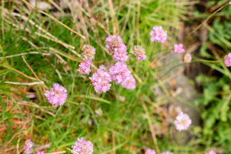 Saint Gallen, Switzerland, May 9, 2025 Armeria Alpina plant at the botanical gardenの写真素材