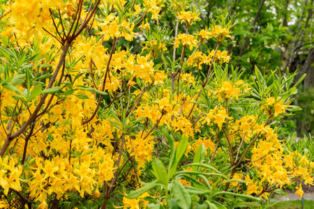 Saint Gallen, Switzerland, May 9, 2025 Rhododendron Luteum or yellow azalea plant at the botanical gardenの写真素材