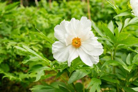 Saint Gallen, Switzerland, May 9, 2025 Paeonia Emodi plant at the botanical gardenの写真素材