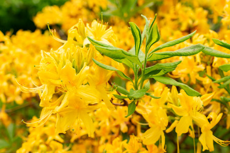 Saint Gallen, Switzerland, May 9, 2025 Rhododendron Luteum or yellow azalea plant at the botanical gardenの写真素材