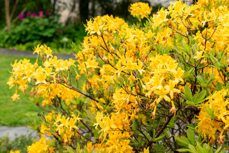 Saint Gallen, Switzerland, May 9, 2025 Rhododendron Luteum or yellow azalea plant at the botanical gardenの写真素材