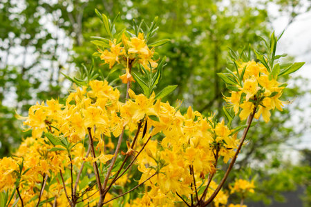 Saint Gallen, Switzerland, May 9, 2025 Rhododendron Luteum or yellow azalea plant at the botanical gardenの写真素材