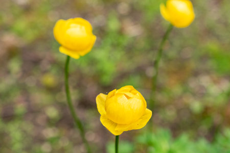 Saint Gallen, Switzerland, May 9, 2025 Trollius Europaeus or globe flower at the botanical garden