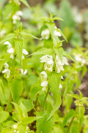 Saint Gallen, Switzerland, May 9, 2025 Lamium Album or white dead nettle plant at the botanical...