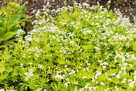 Saint Gallen, Switzerland, May 9, 2025 Galium Odoratum or sweet woodruff plant at the botanical gardenの写真素材