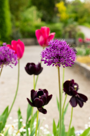 Saint Gallen, Switzerland, May 9, 2025 Colorful tulip and allium plants at the botanical garden