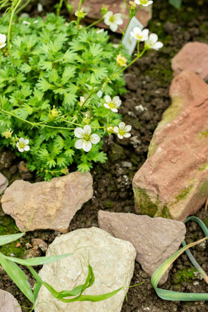Saint Gallen, Switzerland, May 9, 2025 Saxifraga Callosa subsp Catalaunica plant at the botanical gardenの写真素材