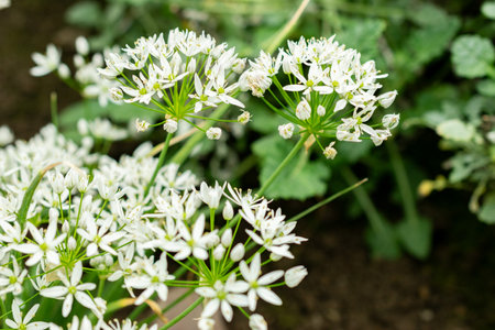 Saint Gallen, Switzerland, May 9, 2025 Allium Cassium plant at the botanical garden