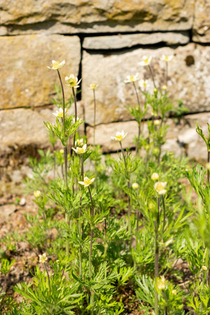 Saint Gallen, Switzerland, May 13, 2025 Anemone Multifida or pacific anemone plant at the botanical gardenの写真素材