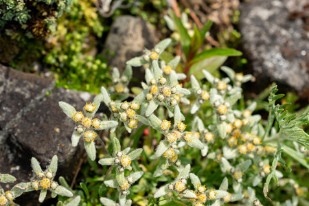 Saint Gallen, Switzerland, May 13, 2025 Leontopodium Pusillum plant at the botanical gardenの写真素材
