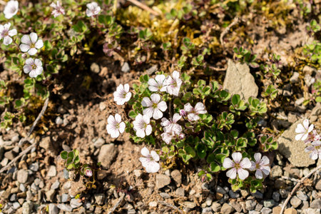 Saint Gallen, Switzerland, May 13, 2025 Gypsophila Cerastioides or chickweed babys breath plant at the botanical gardenの写真素材