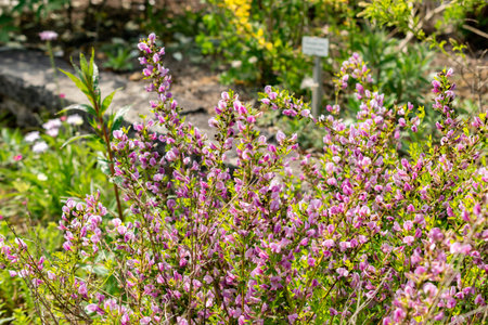 Saint Gallen, Switzerland, May 13, 2025 Chamaecytisus Purpureus or purple broom plant at the botanical gardenの写真素材