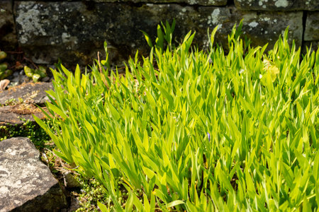Saint Gallen, Switzerland, May 13, 2025 Iris Lacustris or dwarf lake iris plant at the botanical gardenの写真素材