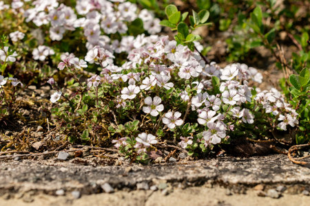 Saint Gallen, Switzerland, May 13, 2025 Gypsophila Cerastioides or chickweed babys breath plant at the botanical gardenの写真素材