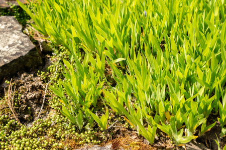 Saint Gallen, Switzerland, May 13, 2025 Iris Lacustris or dwarf lake iris plant at the botanical...