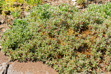 Saint Gallen, Switzerland, May 13, 2025 Arabis Caucasica or mountain rock cress plant at the botanical gardenの写真素材