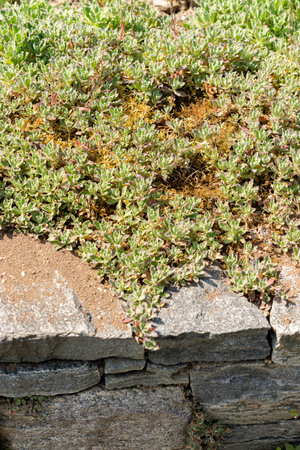 Saint Gallen, Switzerland, May 13, 2025 Arabis Caucasica or mountain rock cress plant at the botanical gardenの写真素材