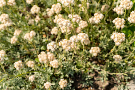 Saint Gallen, Switzerland, May 13, 2025 Antennaria Dioica or catsfoot plant at the botanical garden