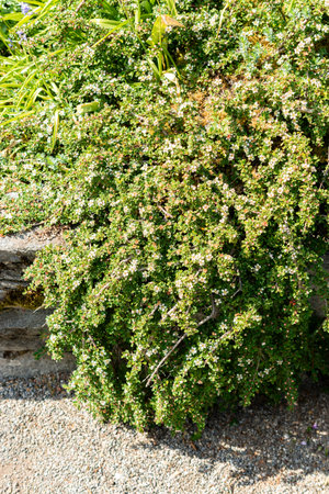 Saint Gallen, Switzerland, May 13, 2025 Cotoneaster Congestus plant at the botanical gardenの写真素材
