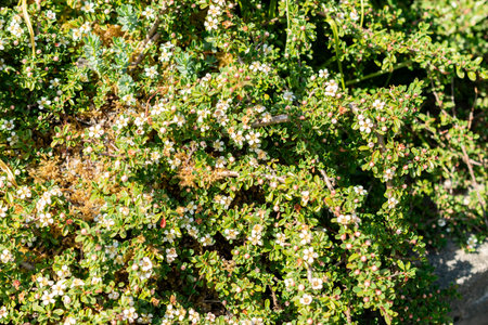 Saint Gallen, Switzerland, May 13, 2025 Cotoneaster Congestus plant at the botanical garden