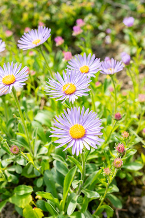 Saint Gallen, Switzerland, May 13, 2025 Aster Himalaycus plant at the botanical gardenの写真素材