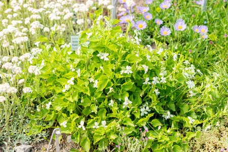 Saint Gallen, Switzerland, May 13, 2025 Viola Kunawarensis plant at the botanical gardenの写真素材