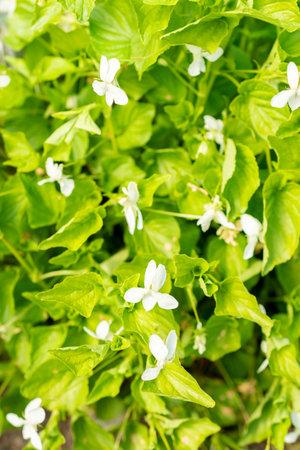 Saint Gallen, Switzerland, May 13, 2025 Viola Kunawarensis plant at the botanical gardenの写真素材