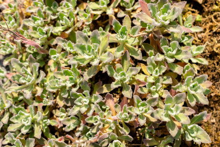 Saint Gallen, Switzerland, May 13, 2025 Arabis Caucasica or mountain rock cress plant at the...