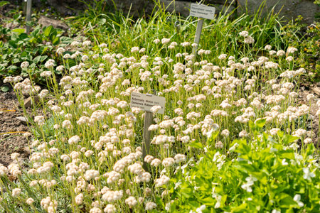 Saint Gallen, Switzerland, May 13, 2025 Antennaria Dioica or catsfoot plant at the botanical gardenの写真素材