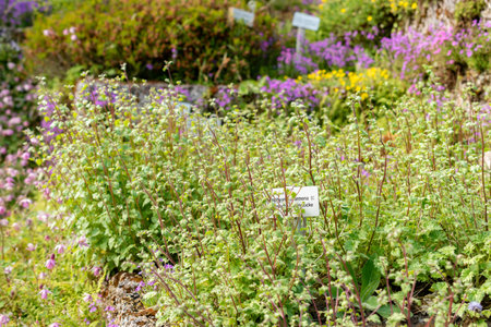 Saint Gallen, Switzerland, May 13, 2025 Symphyandra Armena plant at the botanical gardenの写真素材