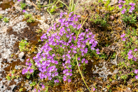 Saint Gallen, Switzerland, May 13, 2025 Erinus Alpinus or liver balsam plant at the botanical garden