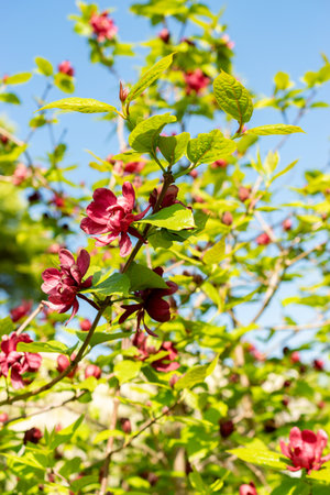 Saint Gallen, Switzerland, May 13, 2025 Sinocalycanthus Chinensis or chinese sweet shrub plant at the botanical gardenの写真素材