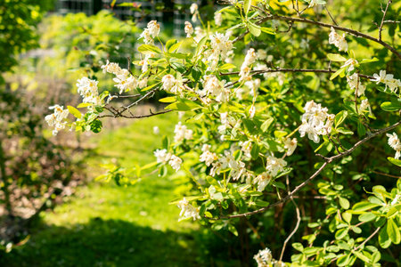 Saint Gallen, Switzerland, May 13, 2025 Exochorda Giraldii var Wilsonii or pearlbush plant at the botanical gardenの写真素材