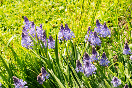 Saint Gallen, Switzerland, May 13, 2025 Scilla Litardieri or dalmatian scilla plant at the botanical gardenの写真素材