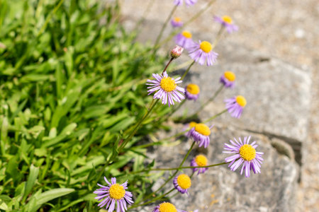 Saint Gallen, Switzerland May 24, 2025 Erigeron Ursinus or bear river fleabane plant at the...
