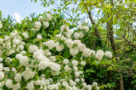 Saint Gallen, Switzerland May 24, 2025 Viburnum Plicatum plant at the botanical garden