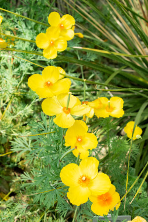 Saint Gallen, Switzerland May 24, 2025 Hunnemannia Fumariifolia or mexican tulip poppy plant at the botanical gardenの写真素材