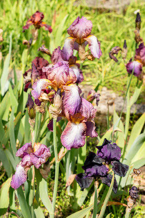 Saint Gallen, Switzerland May 24, 2025 Iris Barbata Helen Proctor plant at the botanical gardenの写真素材