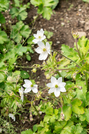 Saint Gallen, Switzerland May 24, 2025 Anemone Leveillei or woodland windflower plant at the botanical gardenの写真素材