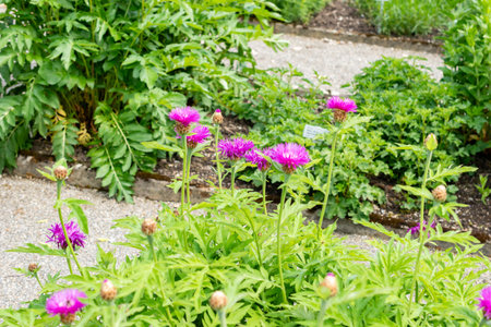 Saint Gallen, Switzerland May 24, 2025 Centaurea Dealbata plant at the botanical gardenの写真素材