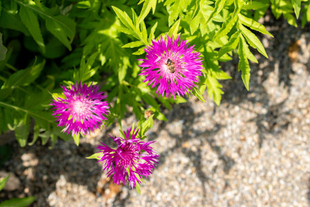 Saint Gallen, Switzerland May 24, 2025 Centaurea Dealbata plant at the botanical garden