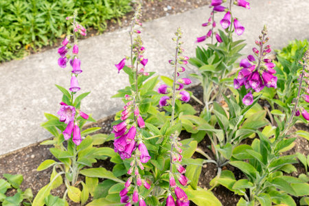 Saint Gallen, Switzerland May 24, 2025 Digitalis Purpurea or foxglove plant at the botanical gardenの写真素材