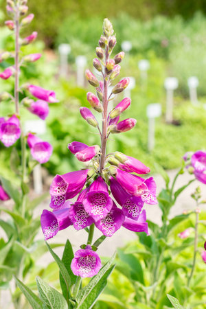 Saint Gallen, Switzerland May 24, 2025 Digitalis Purpurea or foxglove plant at the botanical garden