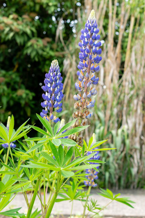 Saint Gallen, Switzerland May 24, 2025 Veronica Longifolia or garden speedwell plant at the botanical gardenの写真素材