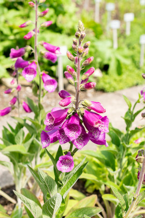 Saint Gallen, Switzerland May 24, 2025 Digitalis Purpurea or foxglove plant at the botanical gardenの写真素材